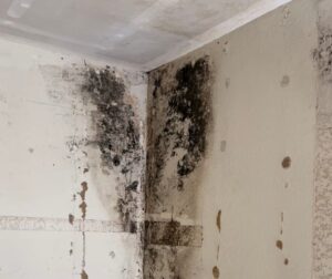Is it Ok to live in a house with mold